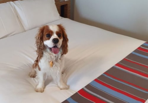 Are travel lodges dog friendly?